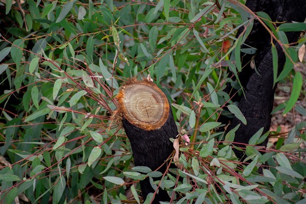 כריתת עצי אקליפטוס