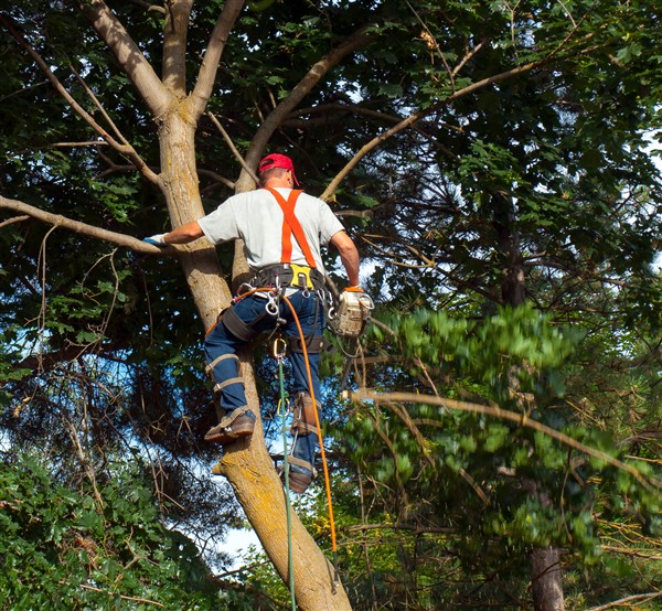 גיזום עצים בלוד בסנפלינג